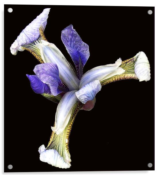 Iris in Bloom  Acrylic by james balzano, jr.