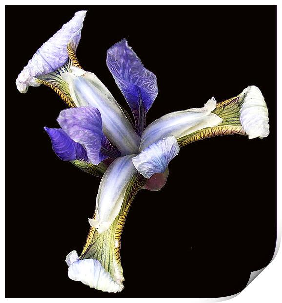 Iris in Bloom  Print by james balzano, jr.