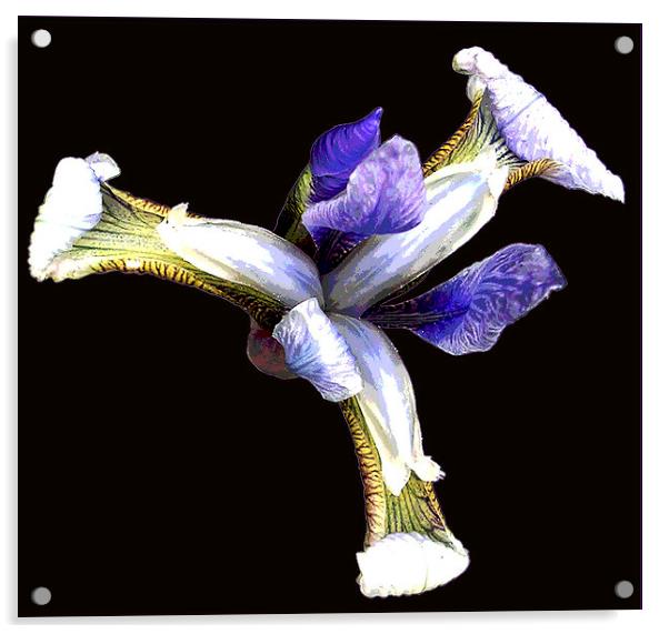 Posterised Iris  Acrylic by james balzano, jr.
