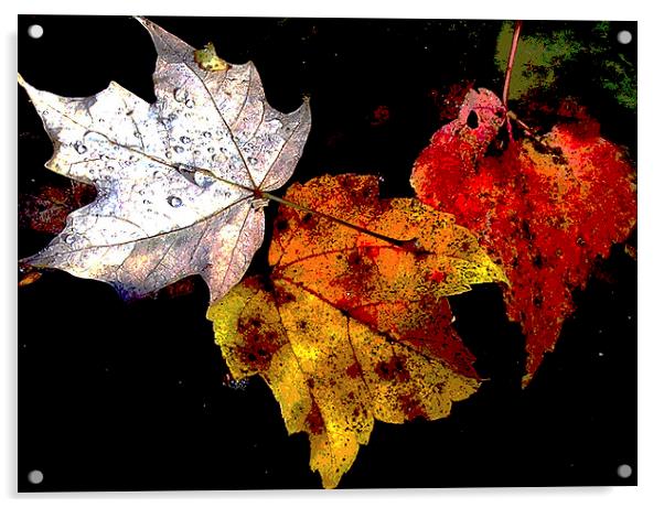 Old Leaves Floating  Acrylic by james balzano, jr.