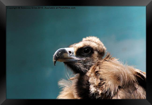 Cinereous Vulture Framed Print by Rebecca Giles