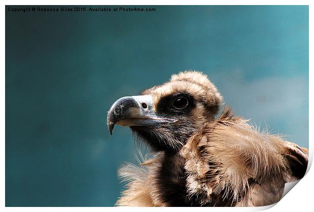 Cinereous Vulture Print by Rebecca Giles