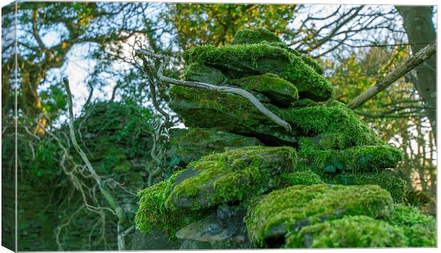  wall with moss Canvas Print by Marina Otto