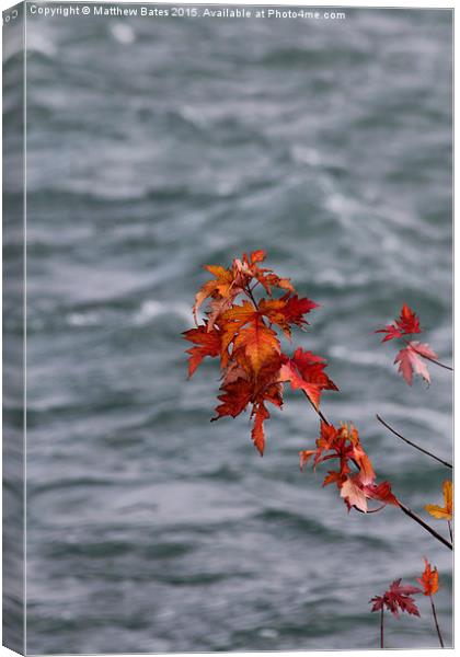 Autumn Leaves Canvas Print by Matthew Bates