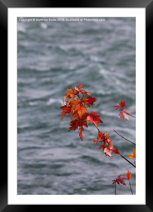 Autumn Leaves Framed Mounted Print by Matthew Bates