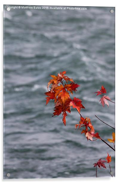 Autumn Leaves Acrylic by Matthew Bates