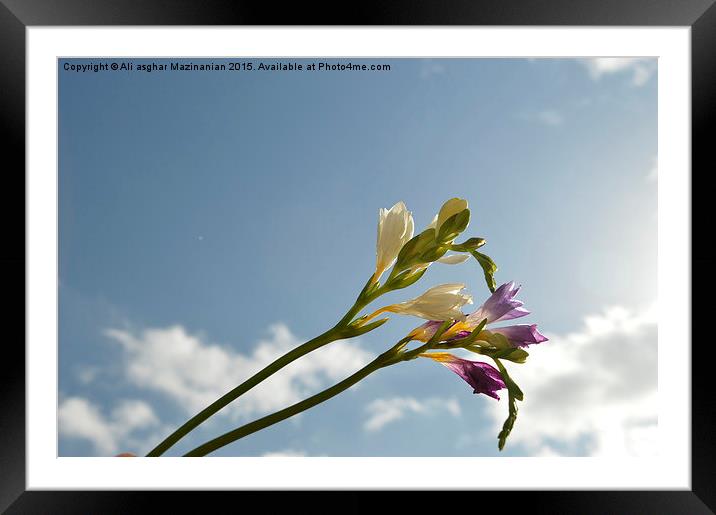  In the cloudy sky, Framed Mounted Print by Ali asghar Mazinanian