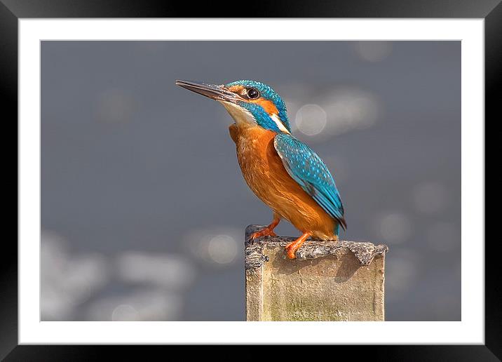  Kingfisher on a Post Framed Mounted Print by Jennie Franklin