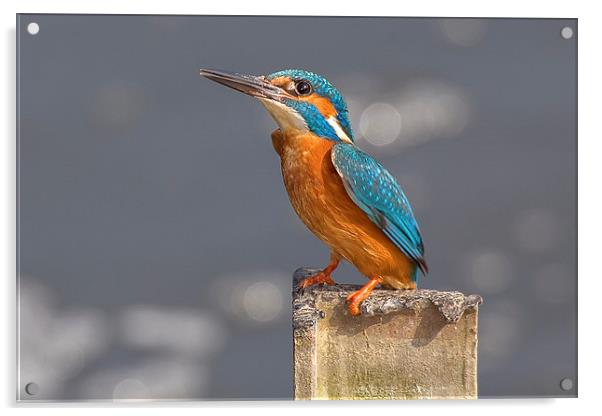  Kingfisher on a Post Acrylic by Jennie Franklin