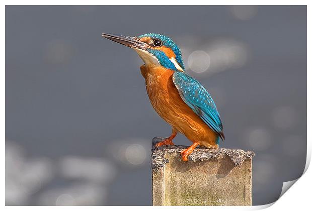  Kingfisher on a Post Print by Jennie Franklin