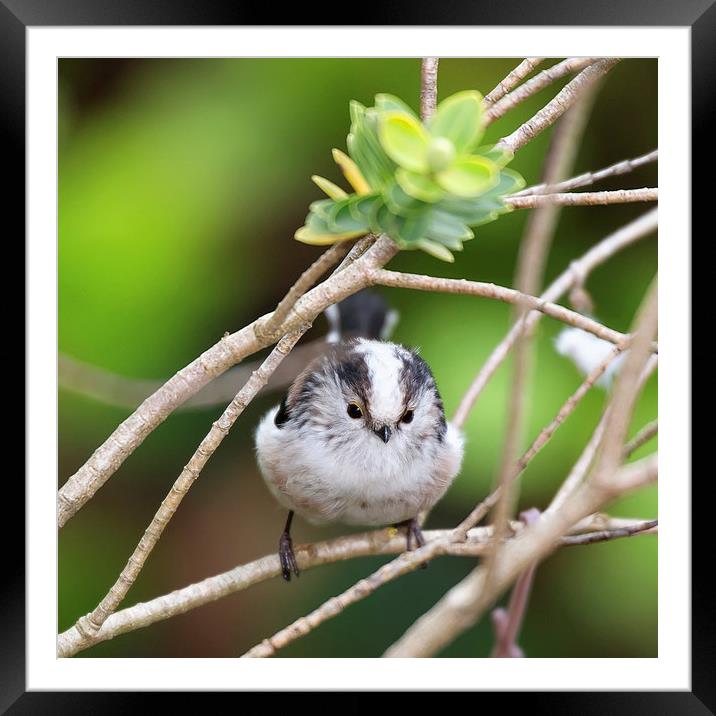  Long Tailed Tit Framed Mounted Print by Jennie Franklin