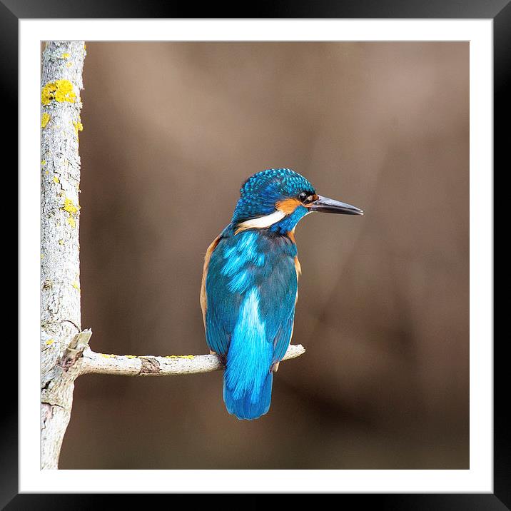  Kingfisher Framed Mounted Print by Jennie Franklin