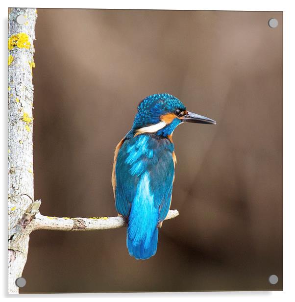  Kingfisher Acrylic by Jennie Franklin