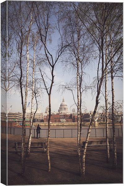  St.Pauls Cathedral Framed by Silver Birch Canvas Print by Adam Payne