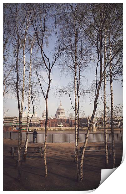  St.Pauls Cathedral Framed by Silver Birch Print by Adam Payne