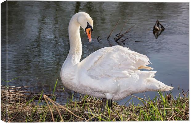  Swan on the Riverbank Canvas Print by Jennie Franklin