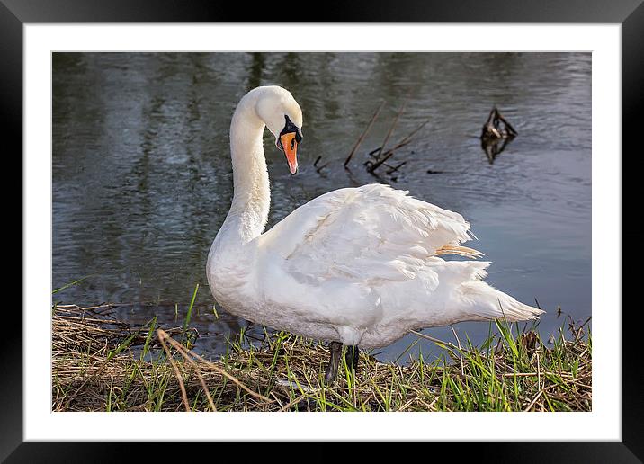  Swan on the Riverbank Framed Mounted Print by Jennie Franklin