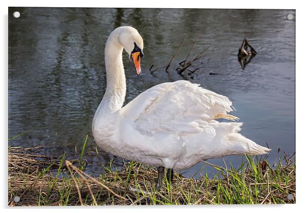  Swan on the Riverbank Acrylic by Jennie Franklin