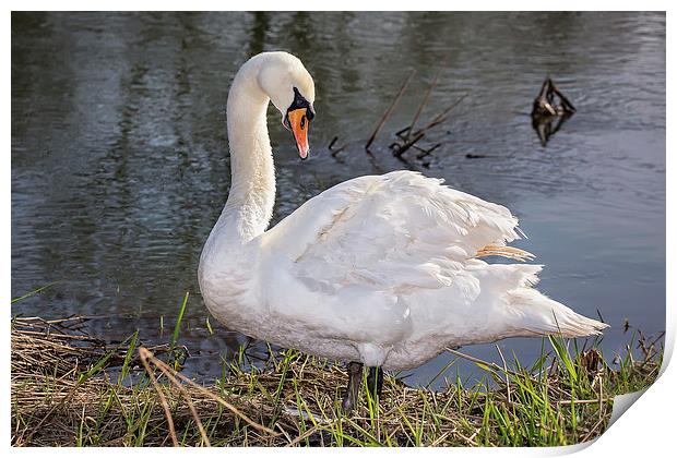  Swan on the Riverbank Print by Jennie Franklin