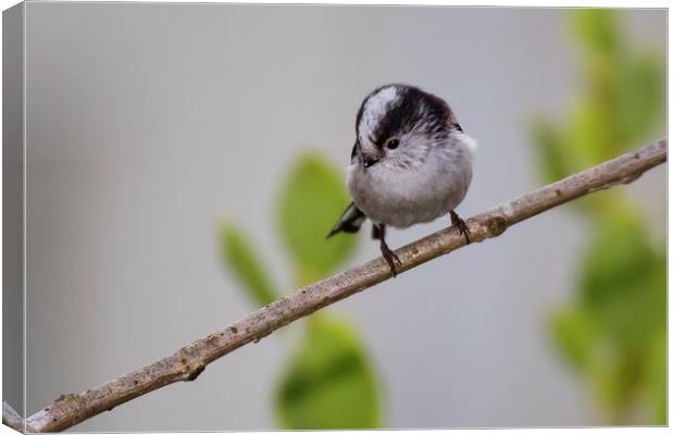  Long tailed Tit Canvas Print by Jennie Franklin