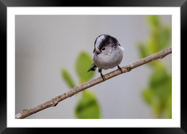  Long tailed Tit Framed Mounted Print by Jennie Franklin