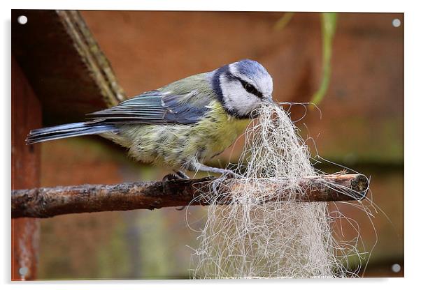  Blue Tit collecting for her nest Acrylic by Jennie Franklin