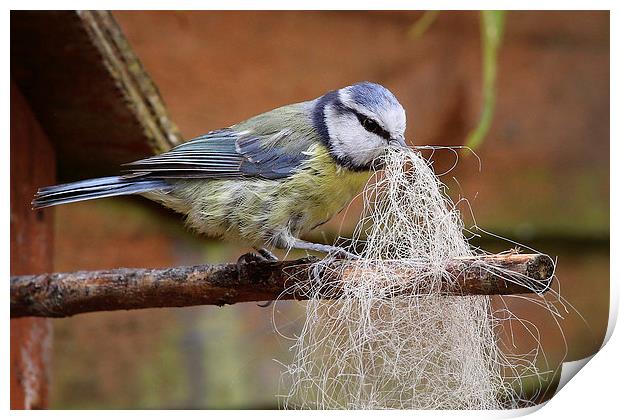  Blue Tit collecting for her nest Print by Jennie Franklin