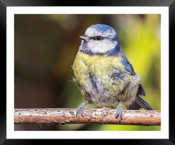  Ruffled Blue Tit on a perch Framed Mounted Print by Jennie Franklin