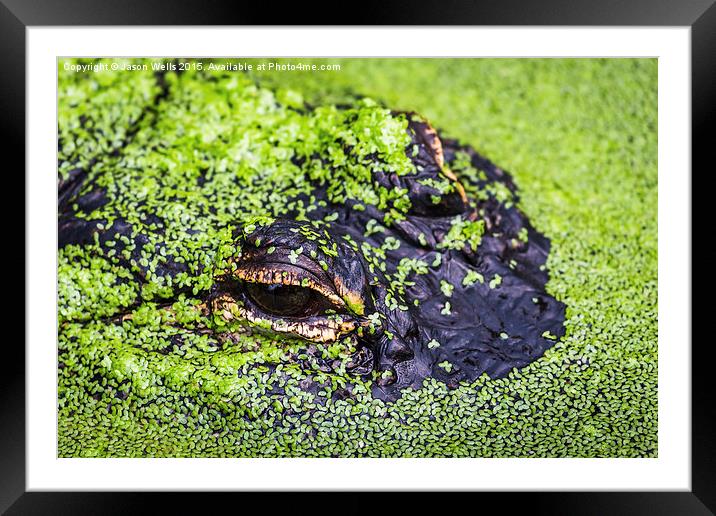  American alligator Framed Mounted Print by Jason Wells