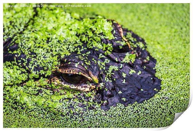  American alligator Print by Jason Wells