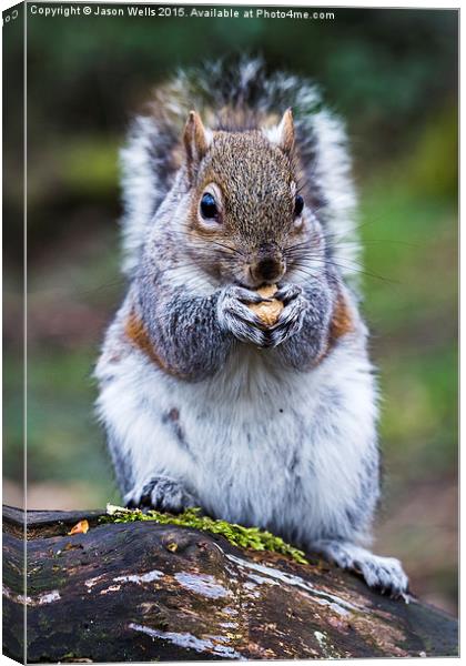  Portrait of a grey squirrel feeding on a nut in a Canvas Print by Jason Wells