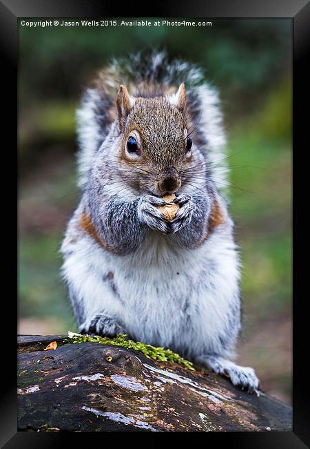  Portrait of a grey squirrel feeding on a nut in a Framed Print by Jason Wells