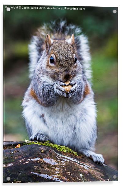  Portrait of a grey squirrel feeding on a nut in a Acrylic by Jason Wells