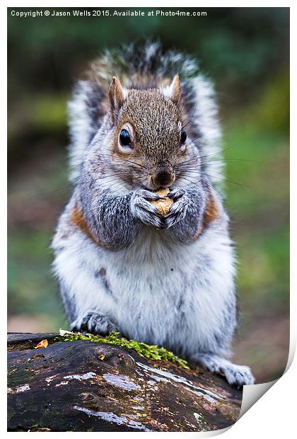  Portrait of a grey squirrel feeding on a nut in a Print by Jason Wells
