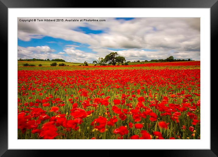  Poppy field in Northumberland Framed Mounted Print by Tom Hibberd