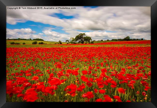  Poppy field in Northumberland Framed Print by Tom Hibberd