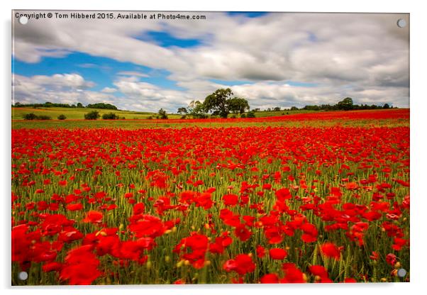  Poppy field in Northumberland Acrylic by Tom Hibberd