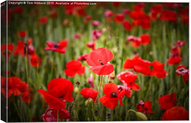  Poppies Canvas Print by Tom Hibberd
