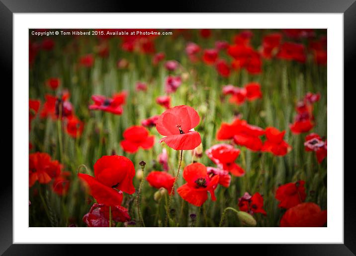  Poppies Framed Mounted Print by Tom Hibberd