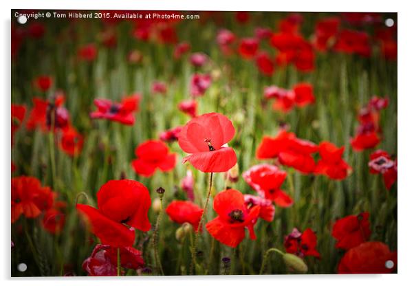  Poppies Acrylic by Tom Hibberd