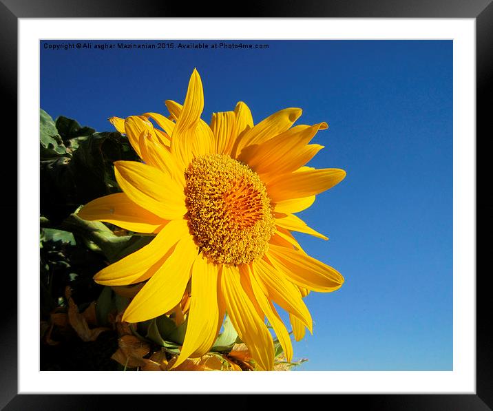 Sunflower in blue sky, Framed Mounted Print by Ali asghar Mazinanian