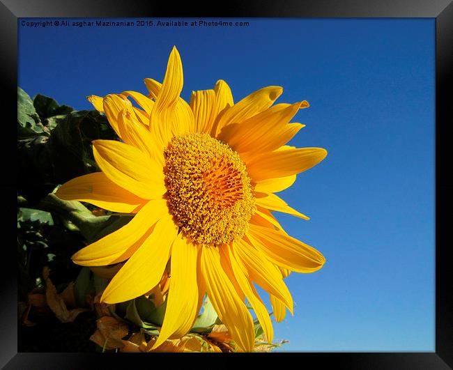 Sunflower in blue sky, Framed Print by Ali asghar Mazinanian