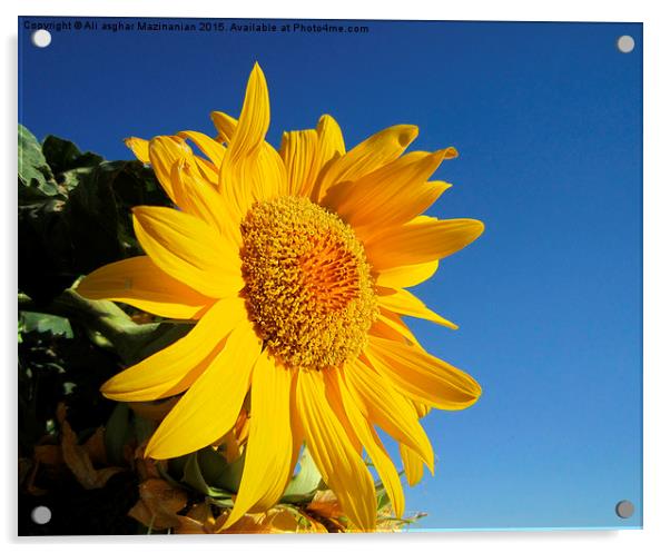 Sunflower in blue sky, Acrylic by Ali asghar Mazinanian