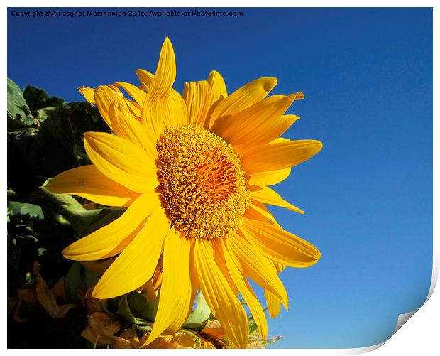 Sunflower in blue sky, Print by Ali asghar Mazinanian