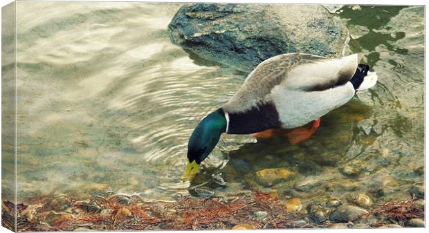  dabbling duck (drake) Canvas Print by Heather Newton