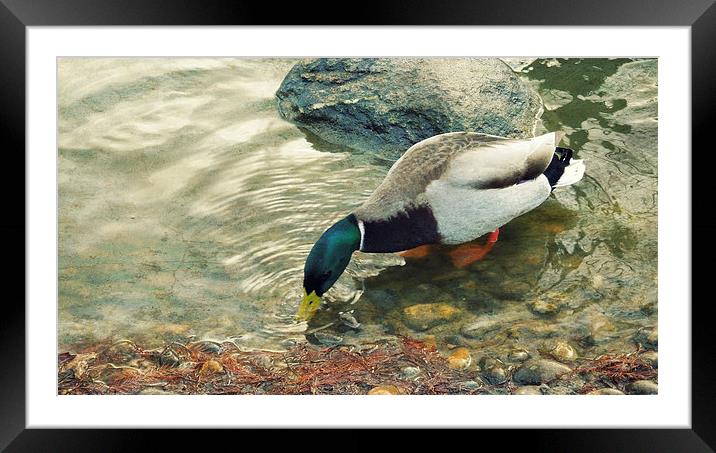  dabbling duck (drake) Framed Mounted Print by Heather Newton