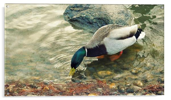  dabbling duck (drake) Acrylic by Heather Newton