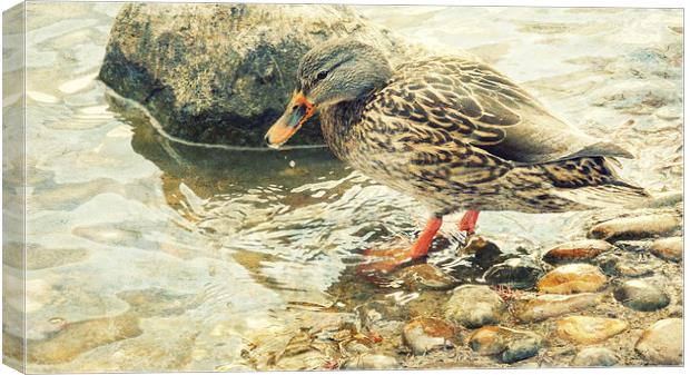 dabbling duck  Canvas Print by Heather Newton