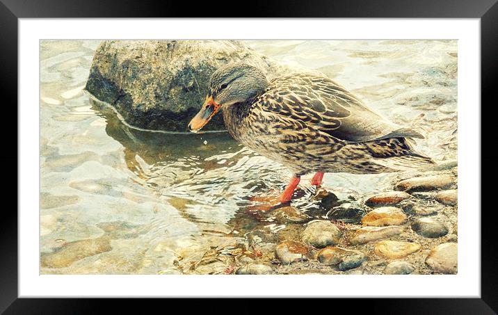 dabbling duck  Framed Mounted Print by Heather Newton