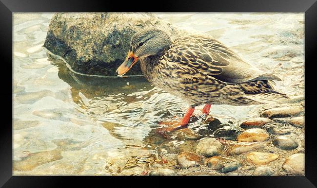 dabbling duck  Framed Print by Heather Newton